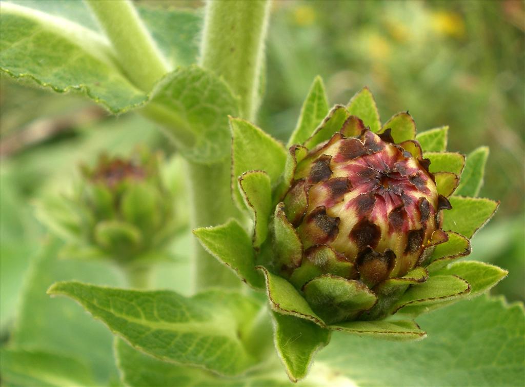 Inula helenium (door Bert Verbruggen)