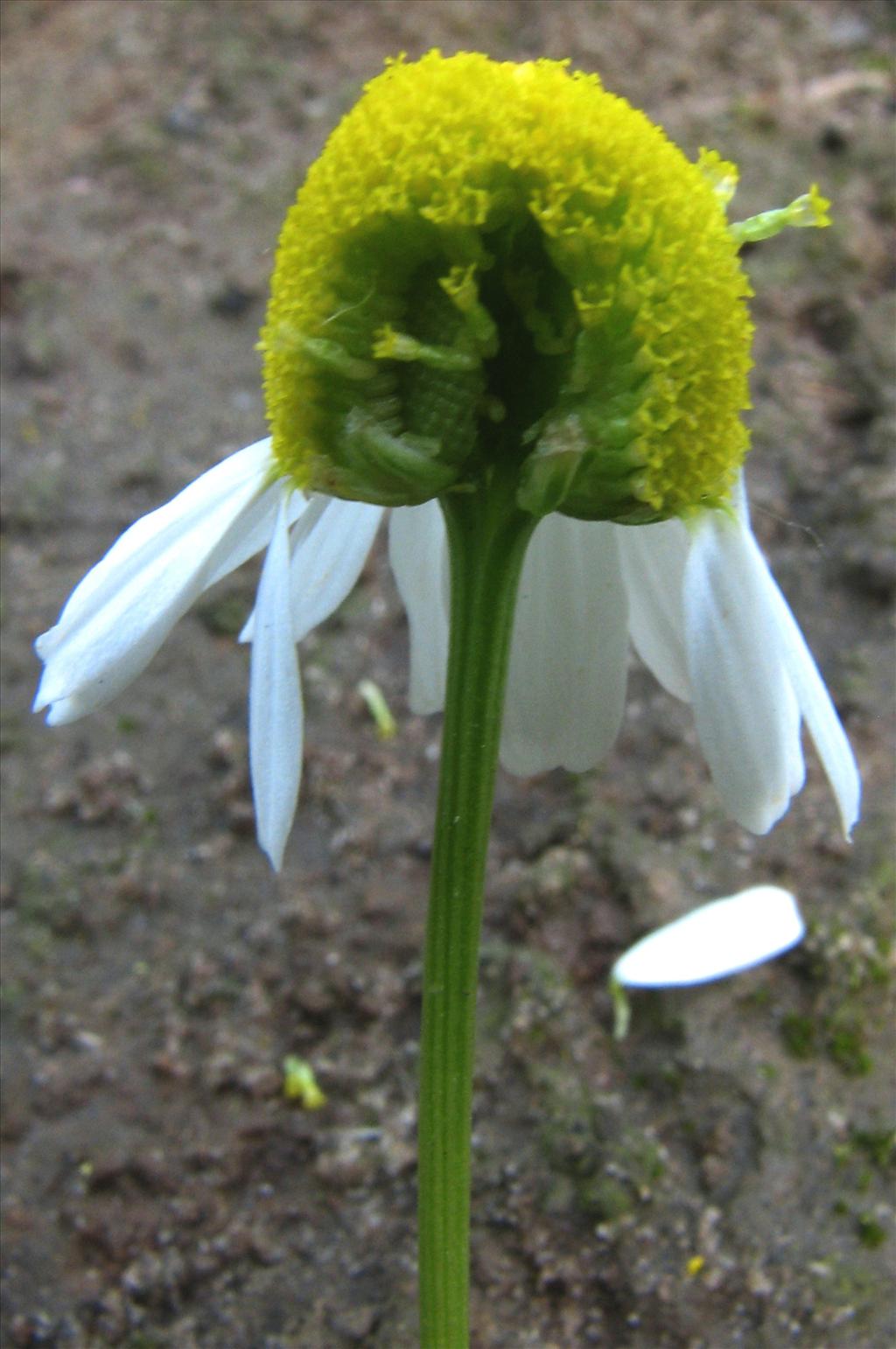 Matricaria chamomilla (door Bert Verbruggen)