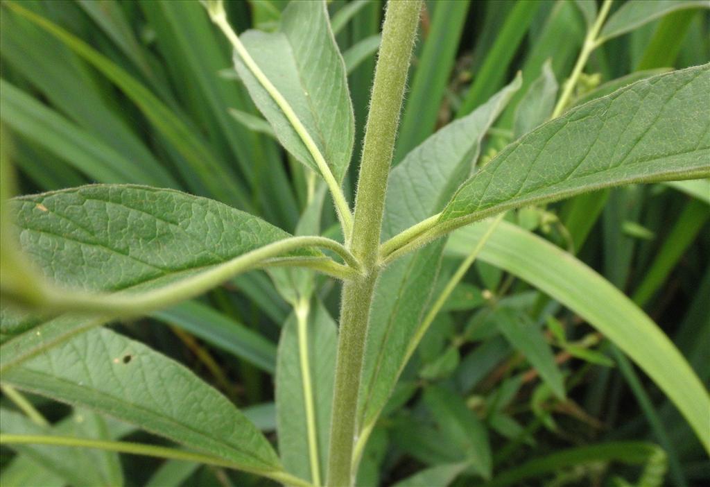 Lysimachia vulgaris (door Bert Verbruggen)