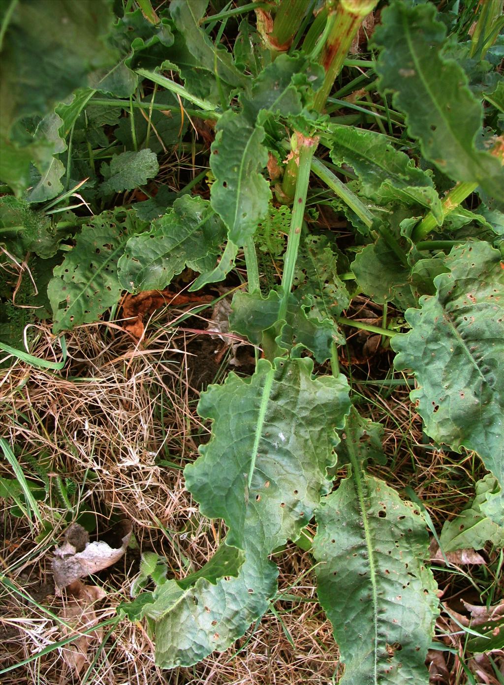 Rumex crispus (door Bert Verbruggen)