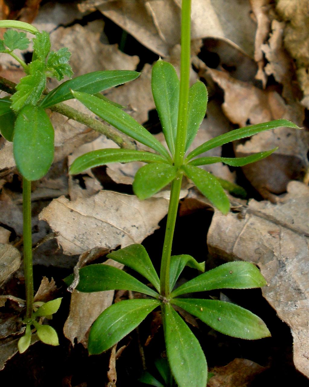 Galium odoratum (door Bert Verbruggen)