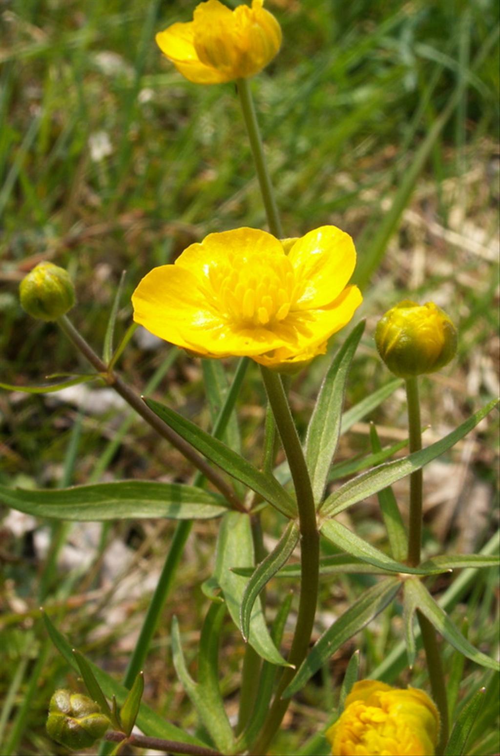 Ranunculus auricomus (door Han Beeuwkes)