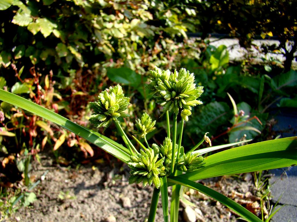 Cyperus eragrostis (door Joop Verburg)