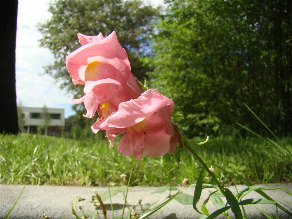 Antirrhinum majus (door Joop Verburg)