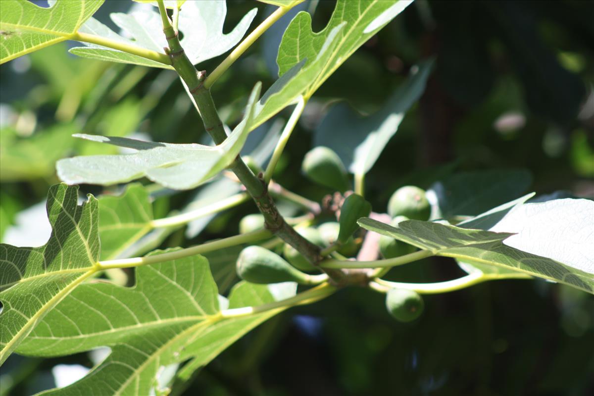 Ficus carica (door Toon Verrijdt)