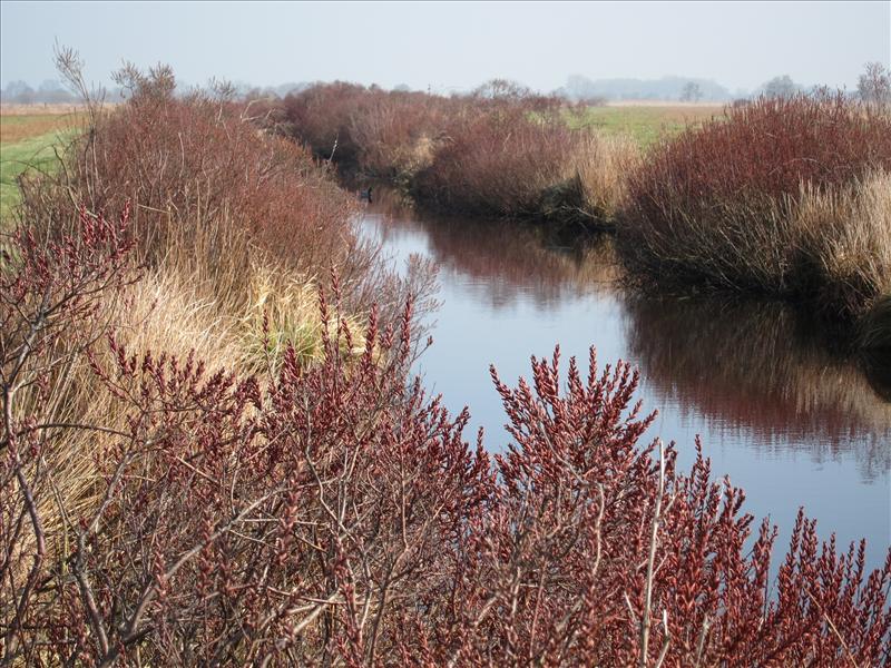 Myrica gale (door Piet Bremer )