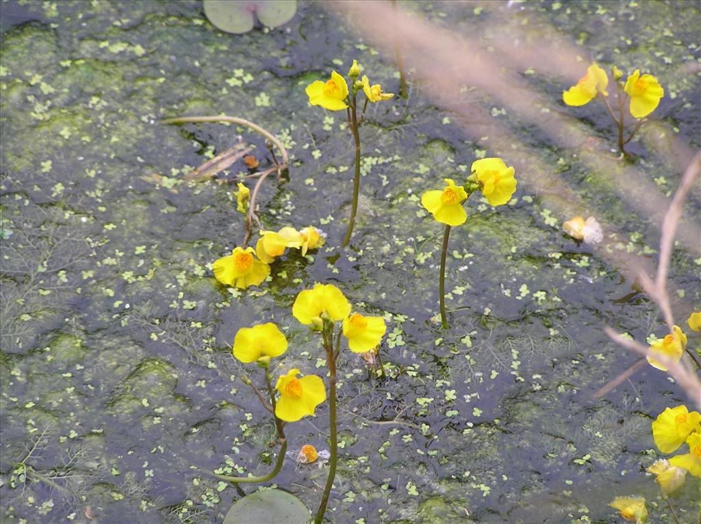 Utricularia australis (door Frank van Gessele)