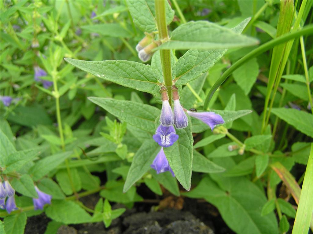 Scutellaria galericulata (door Frank van Gessele)