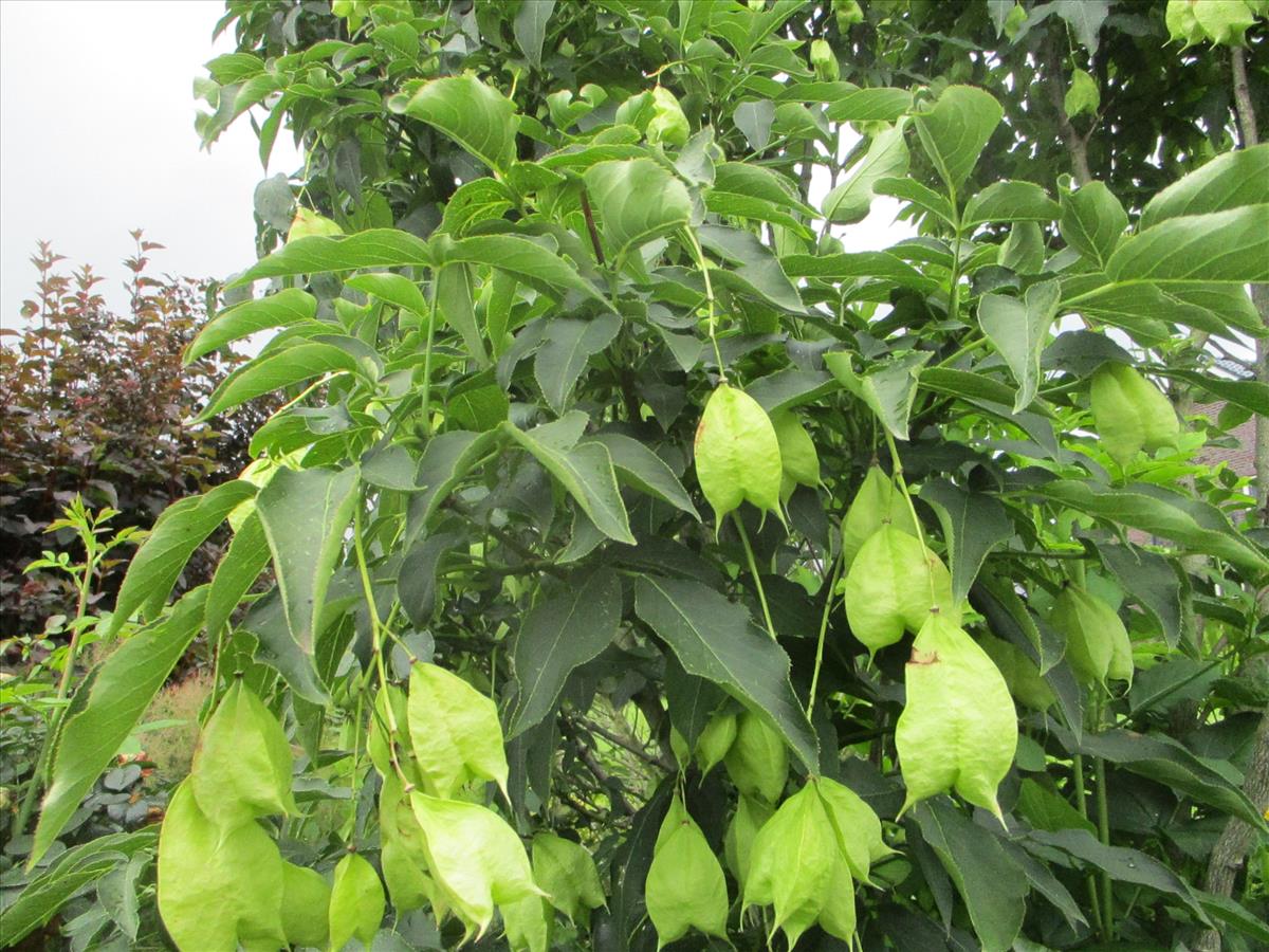 Staphylea pinnata (door Toon Verrijdt)