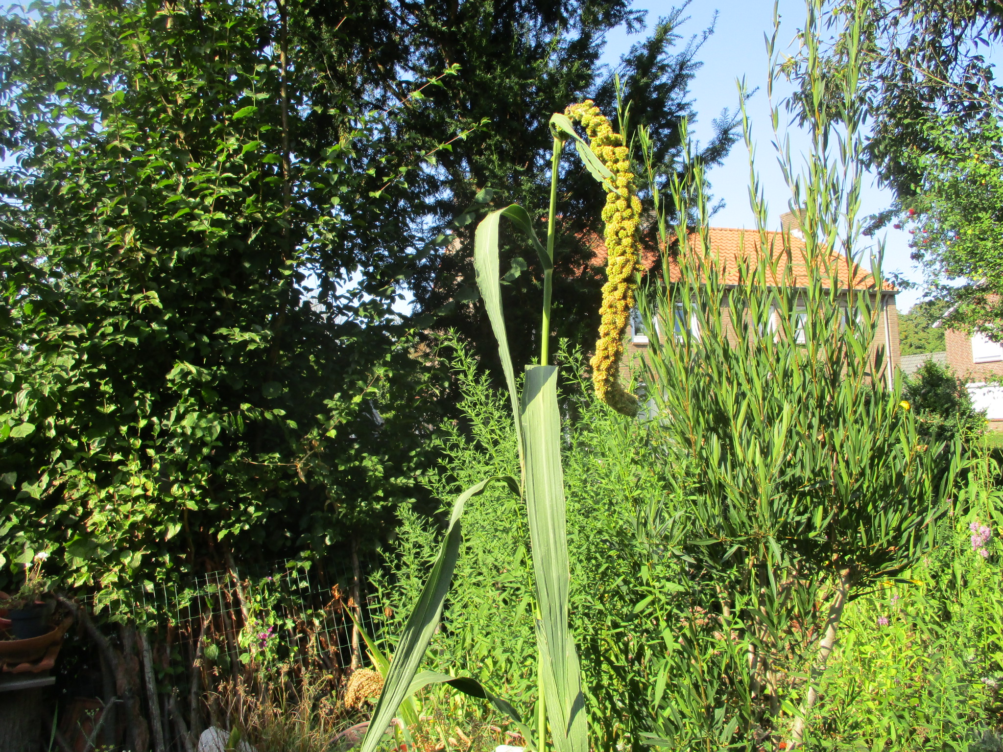 Setaria italica (door Toon Verrijdt)