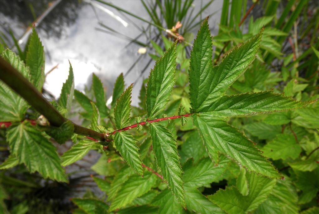 Filipendula ulmaria (door Bert Verbruggen)