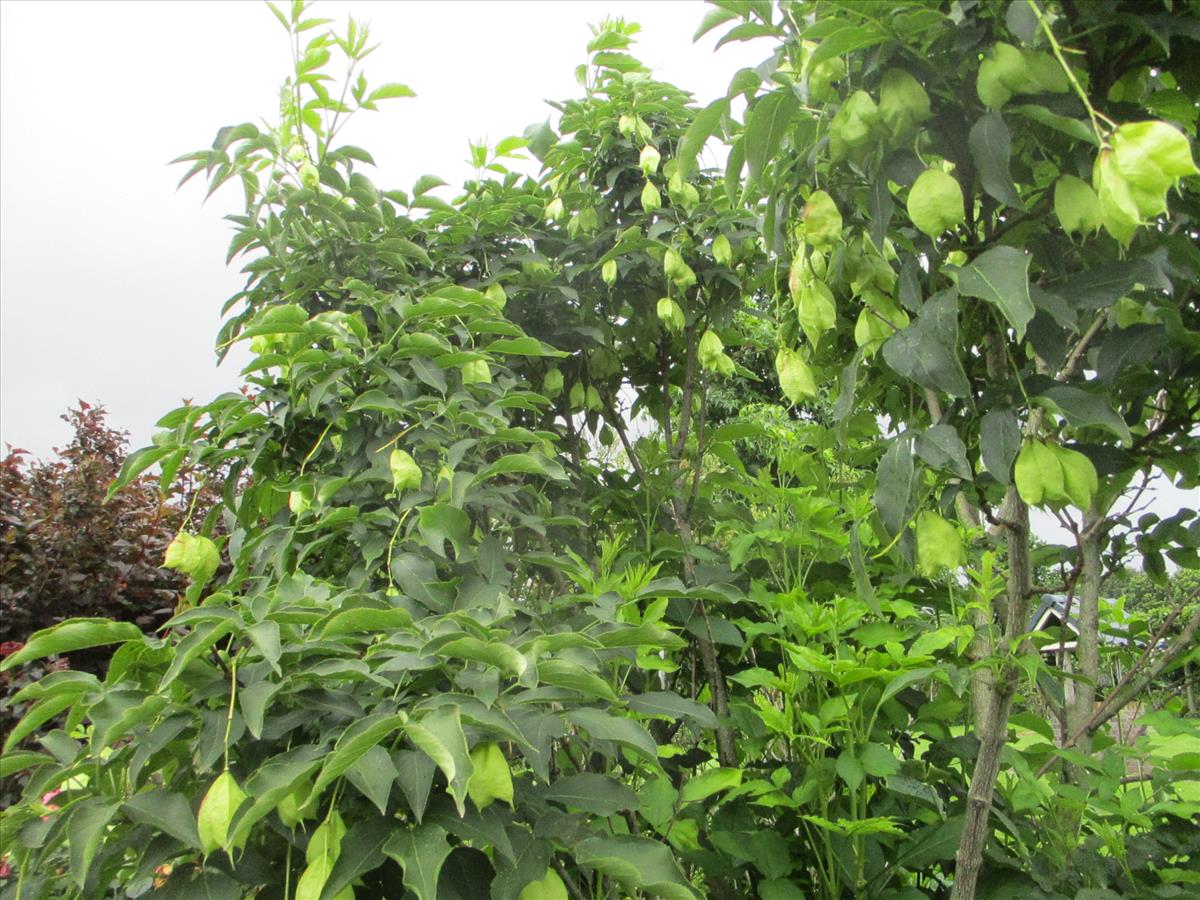 Staphylea pinnata (door Toon Verrijdt)