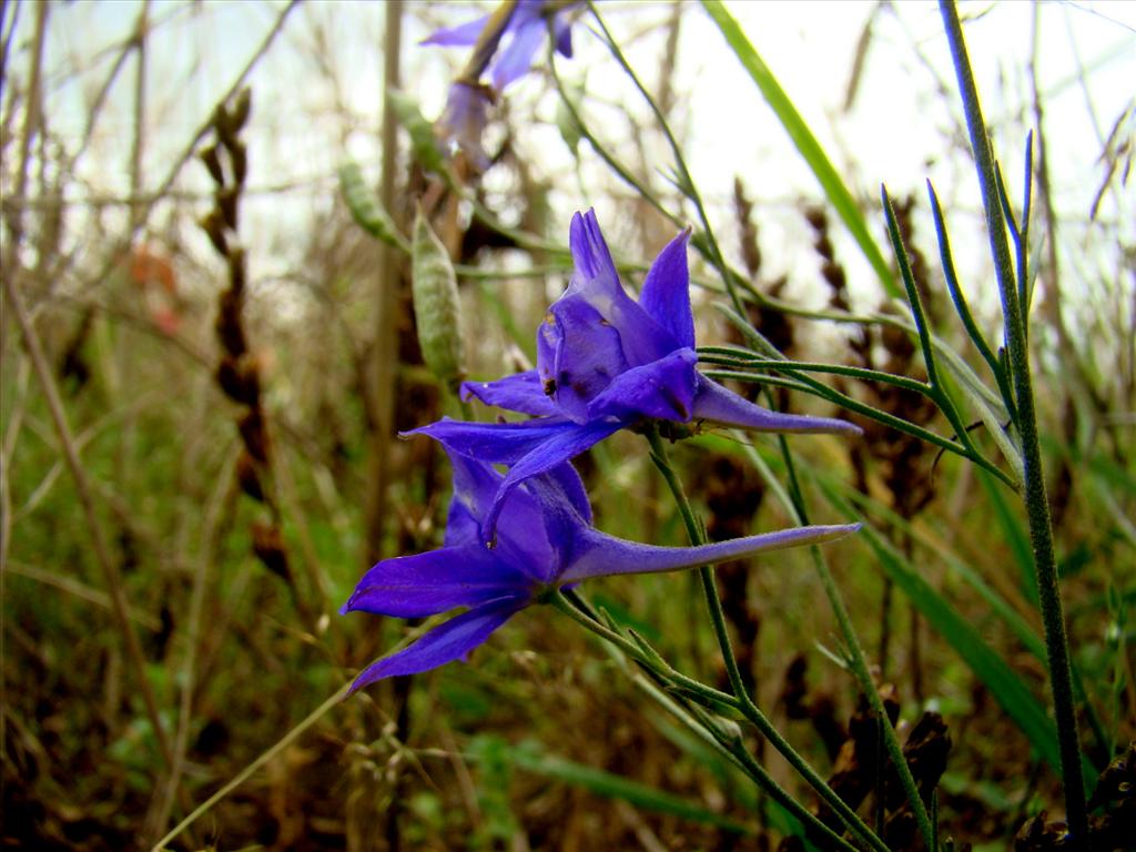 Consolida regalis (door Joop Verburg)