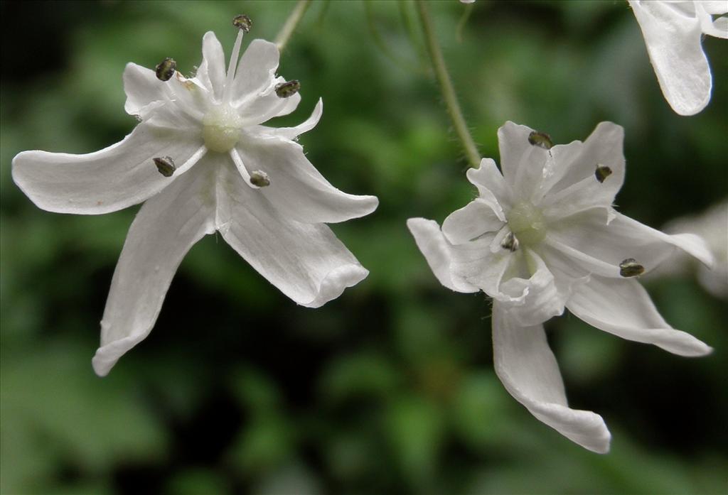 Heracleum mantegazzianum (door Bert Verbruggen)