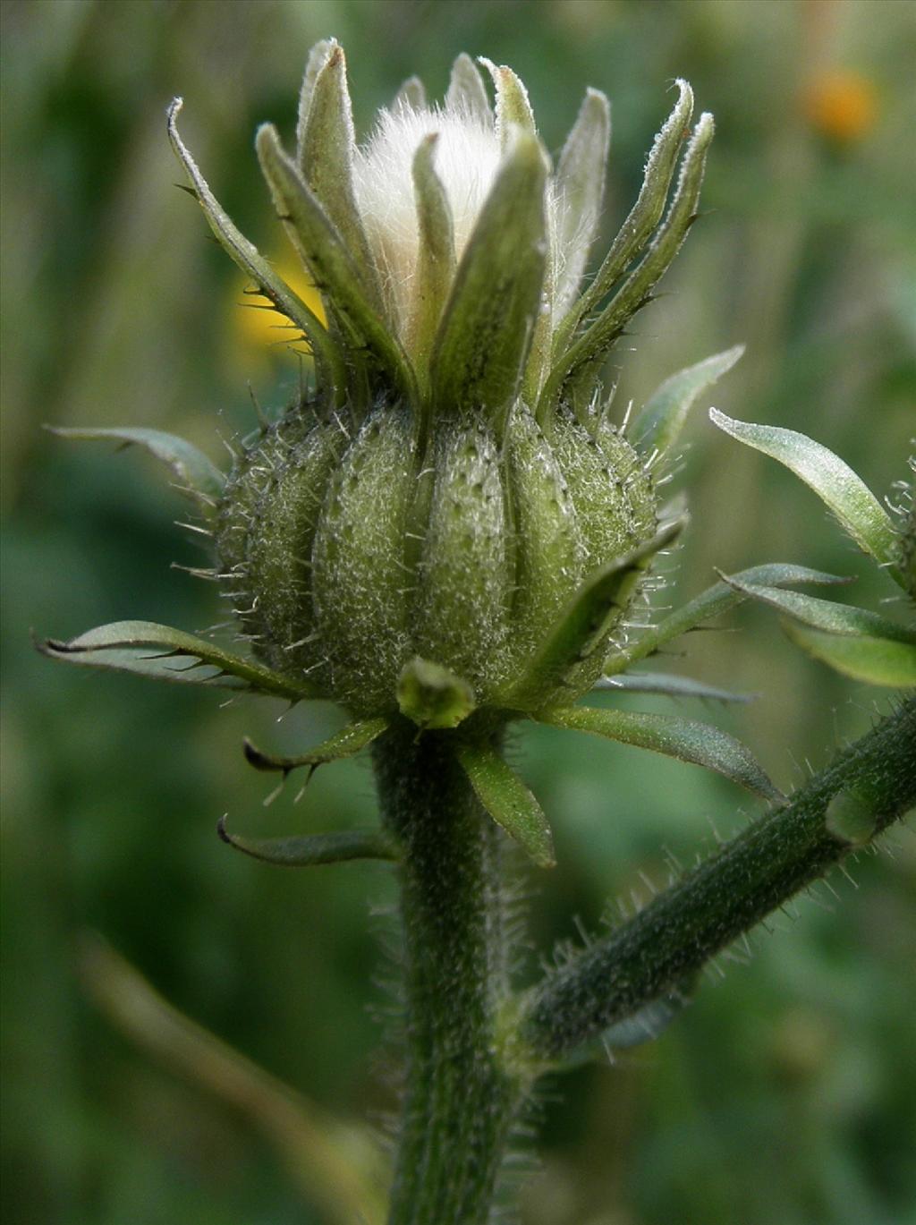 Picris hieracioides (door Bert Verbruggen)