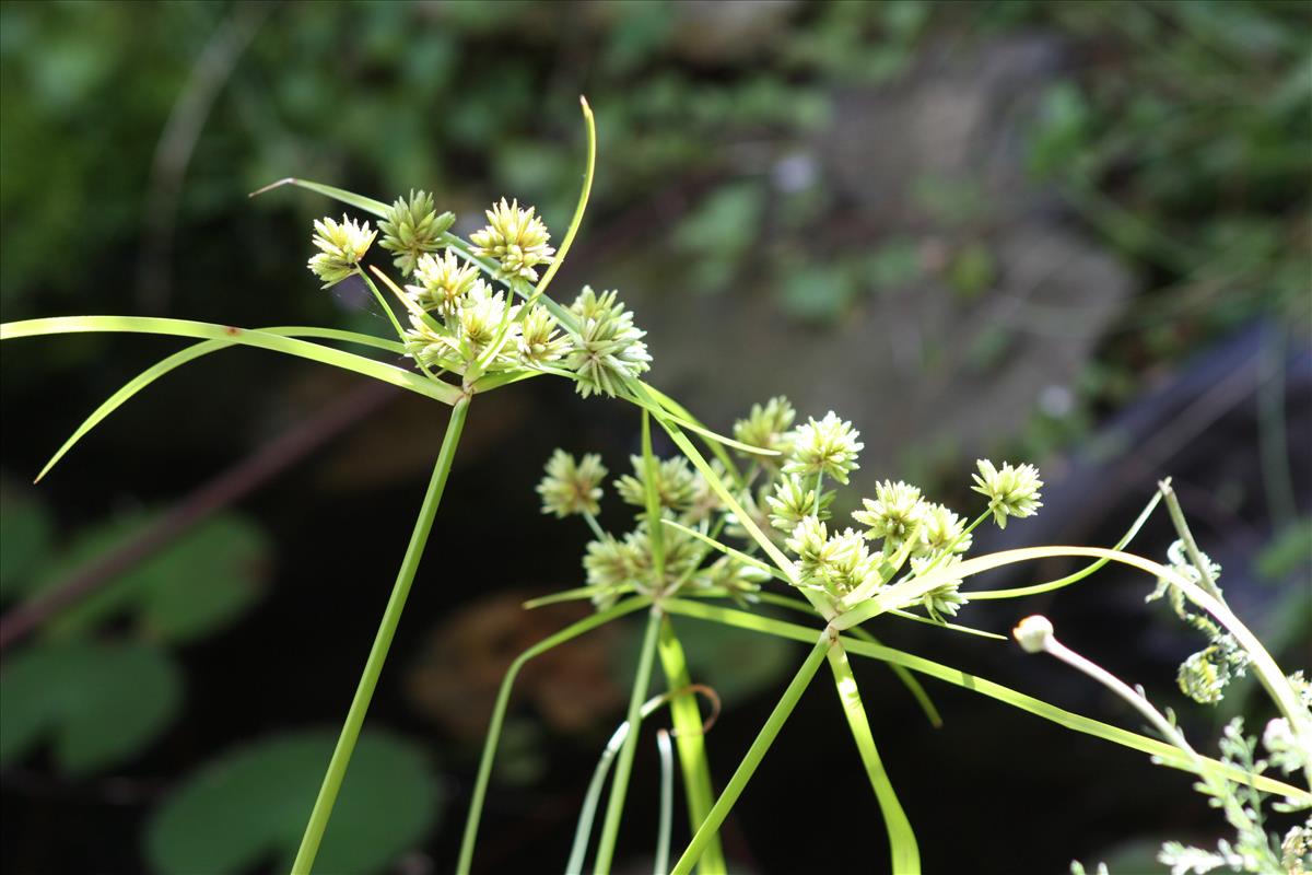 Cyperus eragrostis (door Toon Verrijdt)