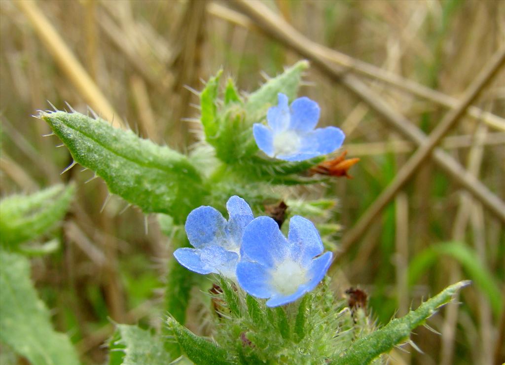 Anchusa arvensis (door Joop Verburg)