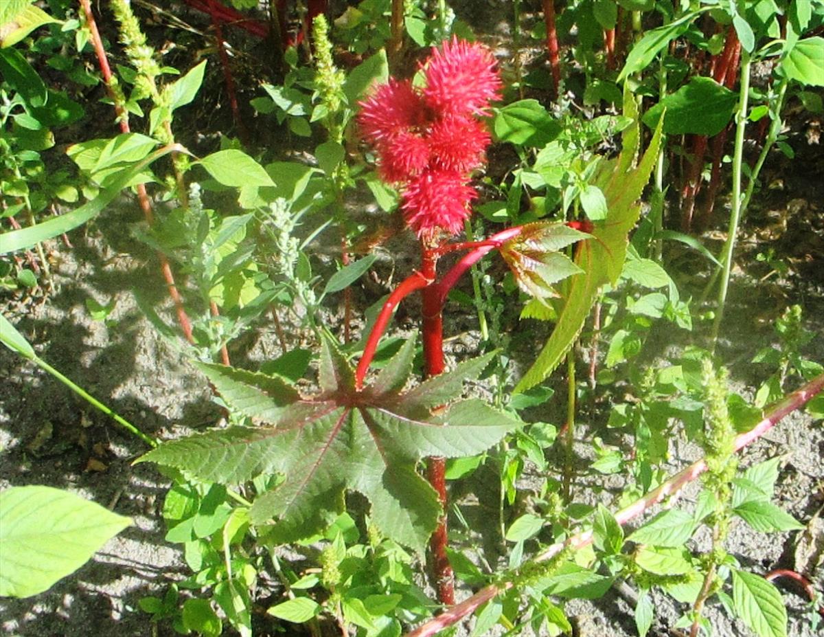 Ricinus communis (door Toon Verrijdt)