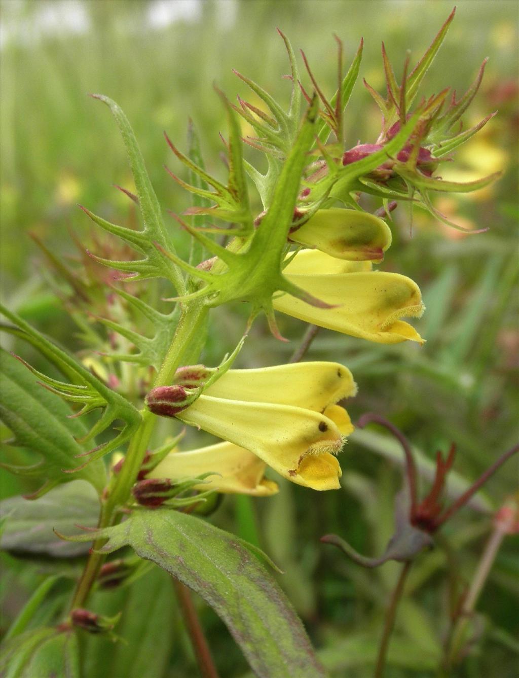 Melampyrum pratense (door Bert Verbruggen)