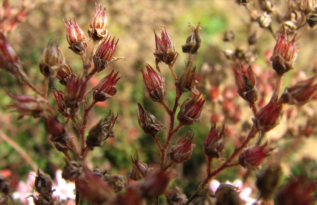 Sedum album (door Bert Verbruggen)