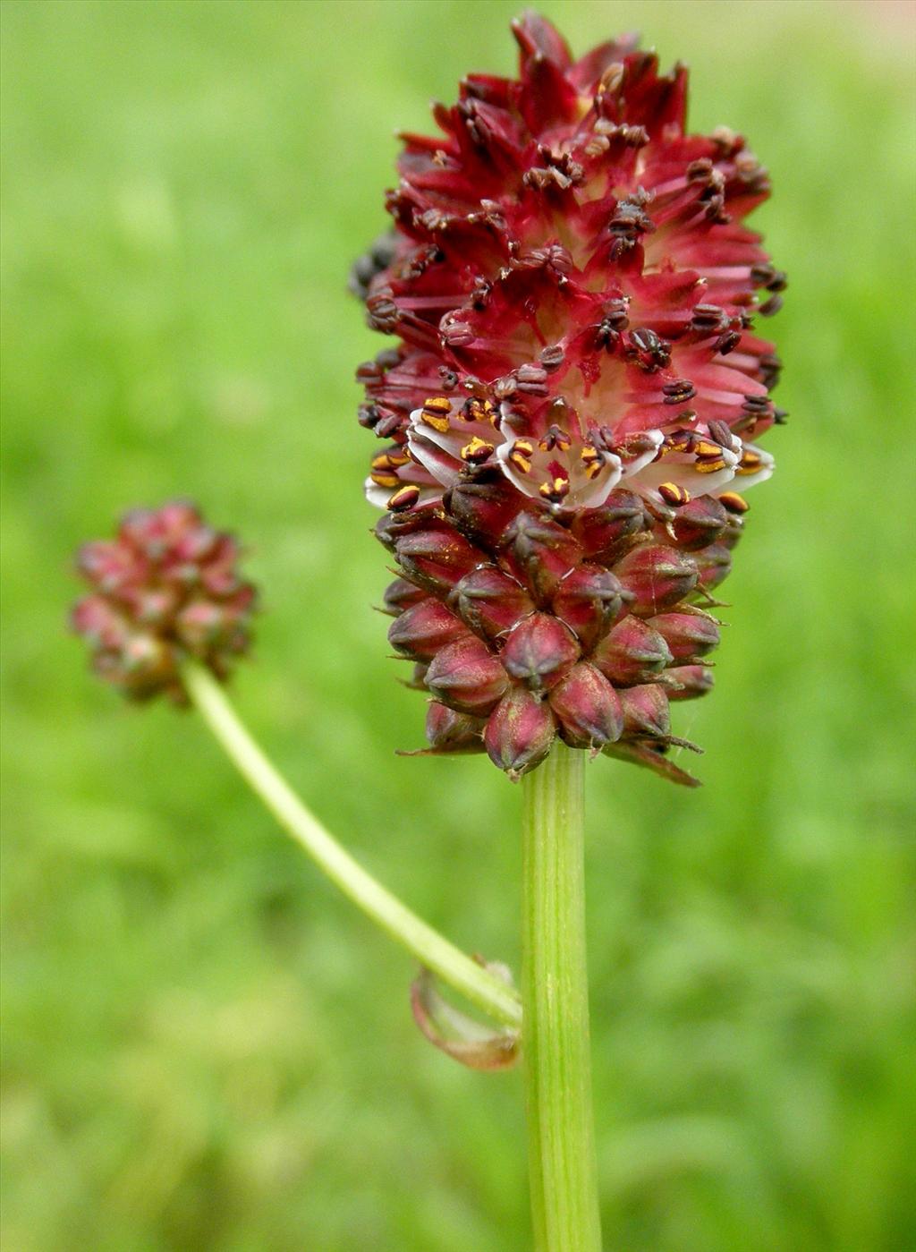 Sanguisorba officinalis (door Bert Verbruggen)