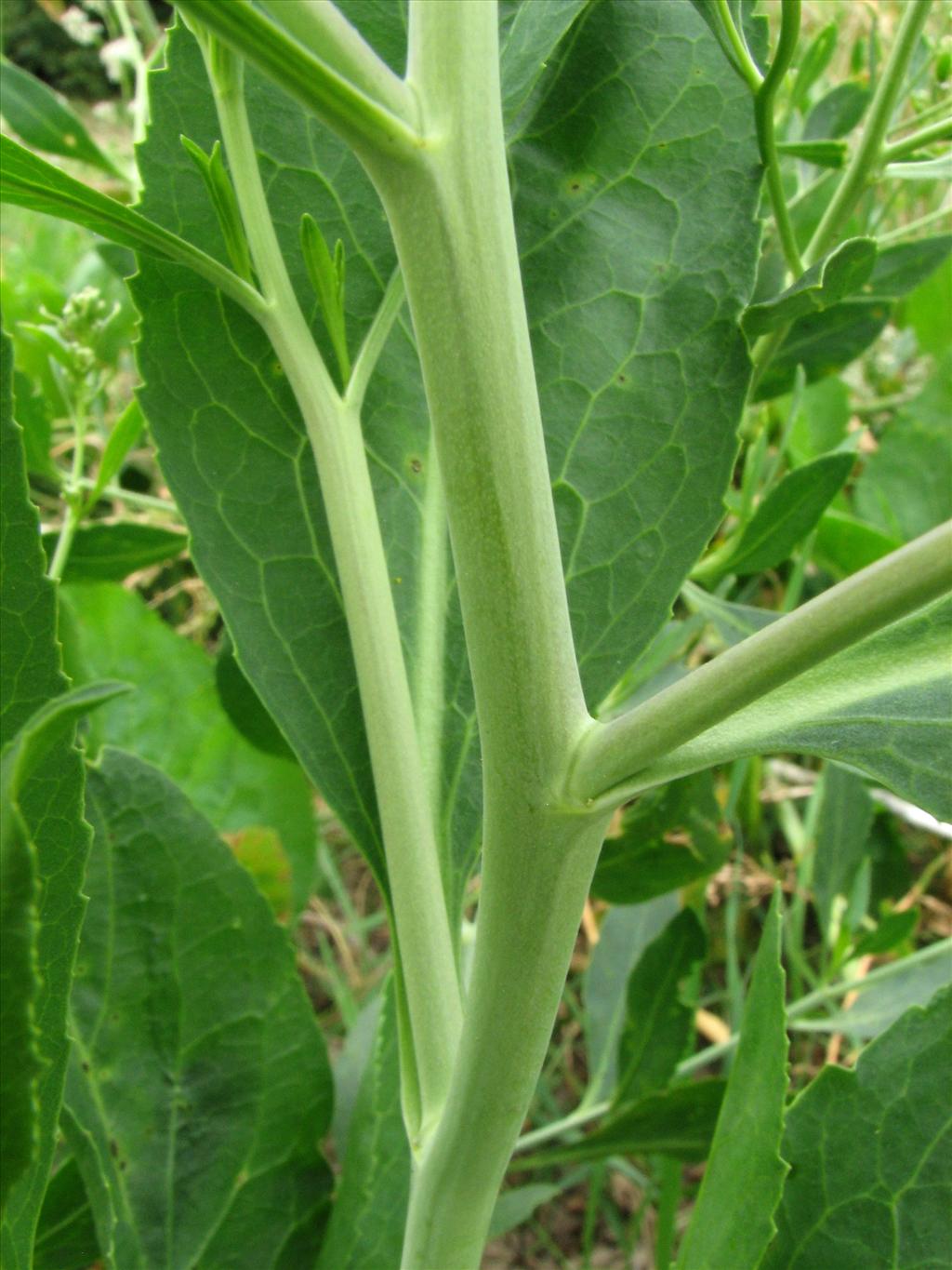 Lepidium latifolium (door Bert Verbruggen)