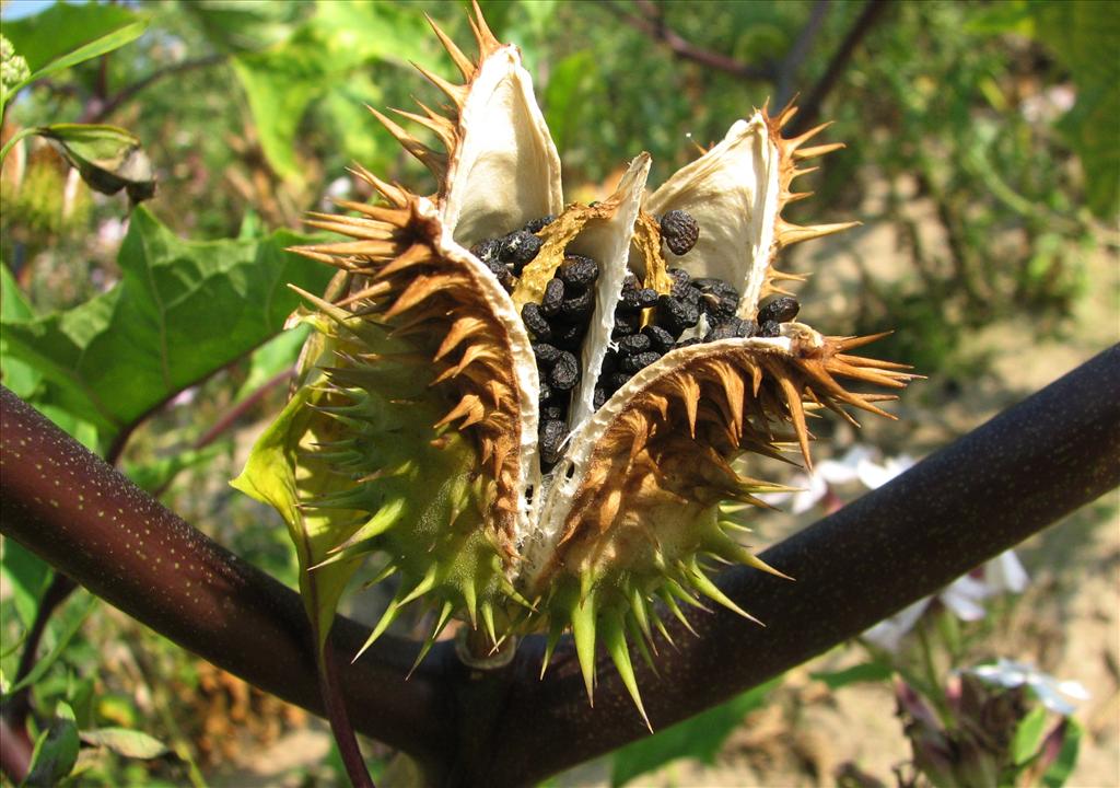 Datura stramonium (door Bert Verbruggen)