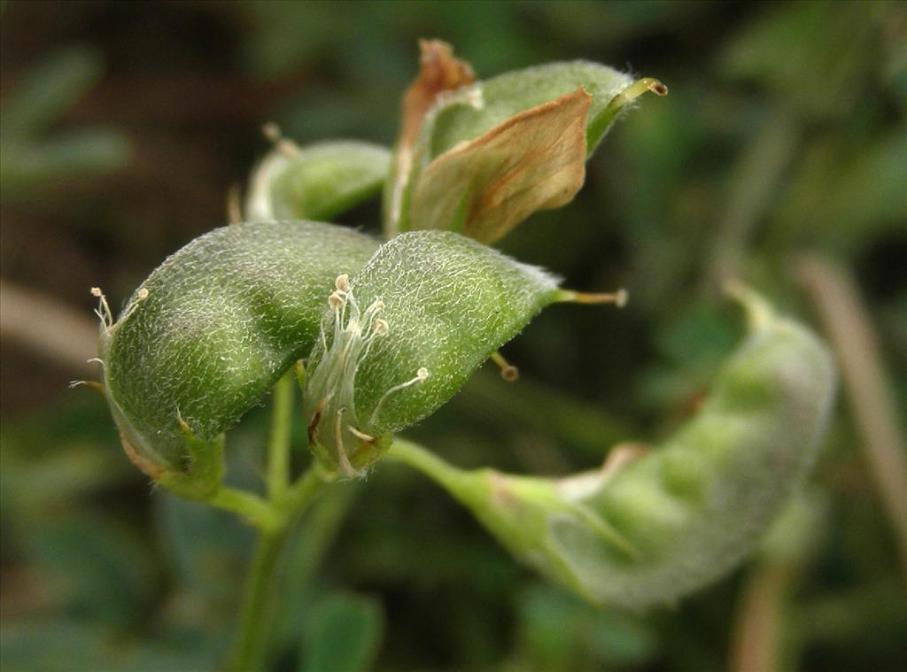 Medicago falcata (door Bert Verbruggen)