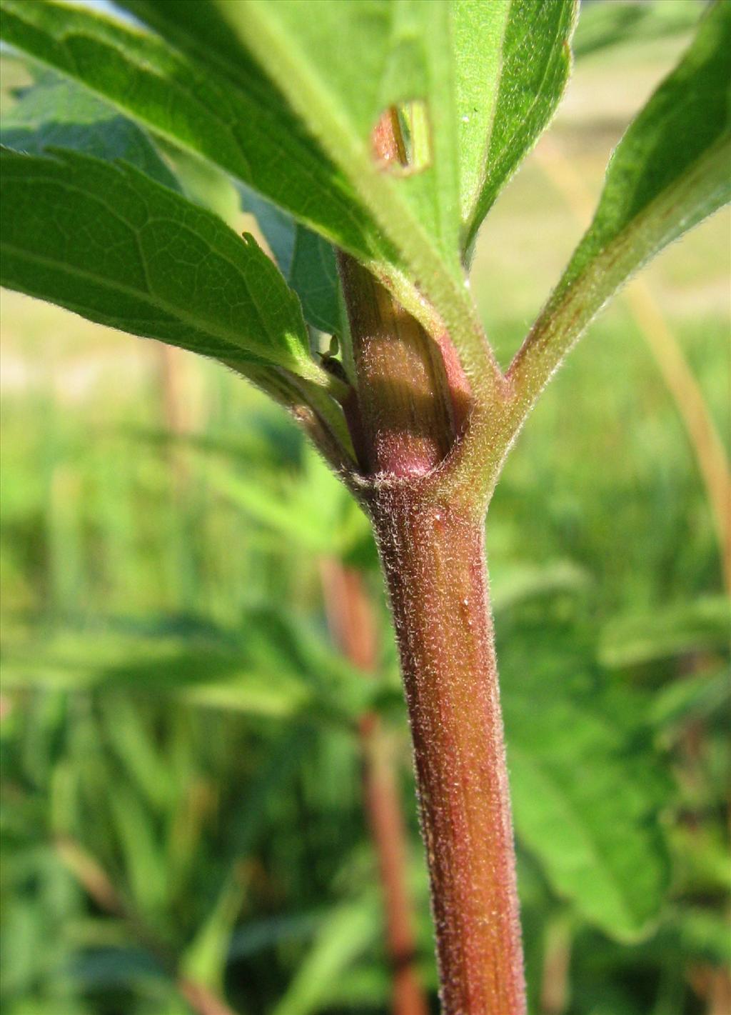 Eupatorium cannabinum (door Bert Verbruggen)