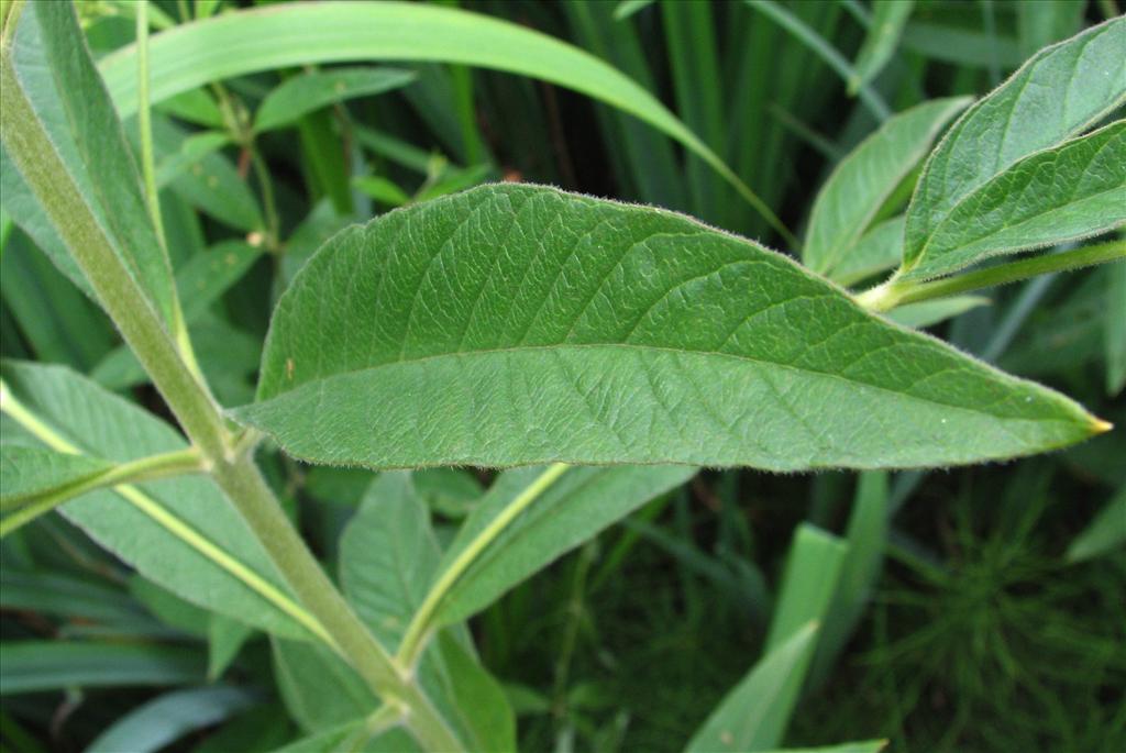 Lysimachia vulgaris (door Bert Verbruggen)