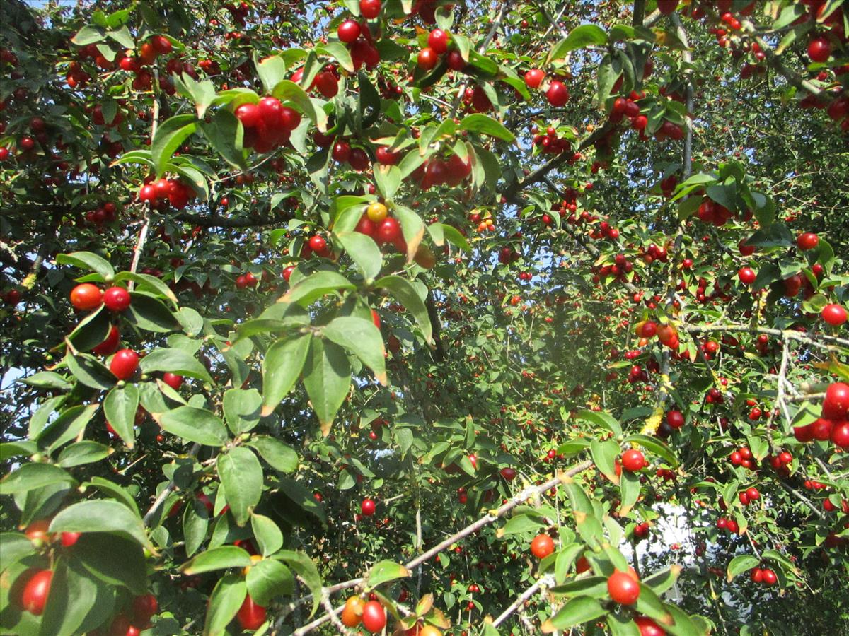 Cornus mas (door Toon Verrijdt)