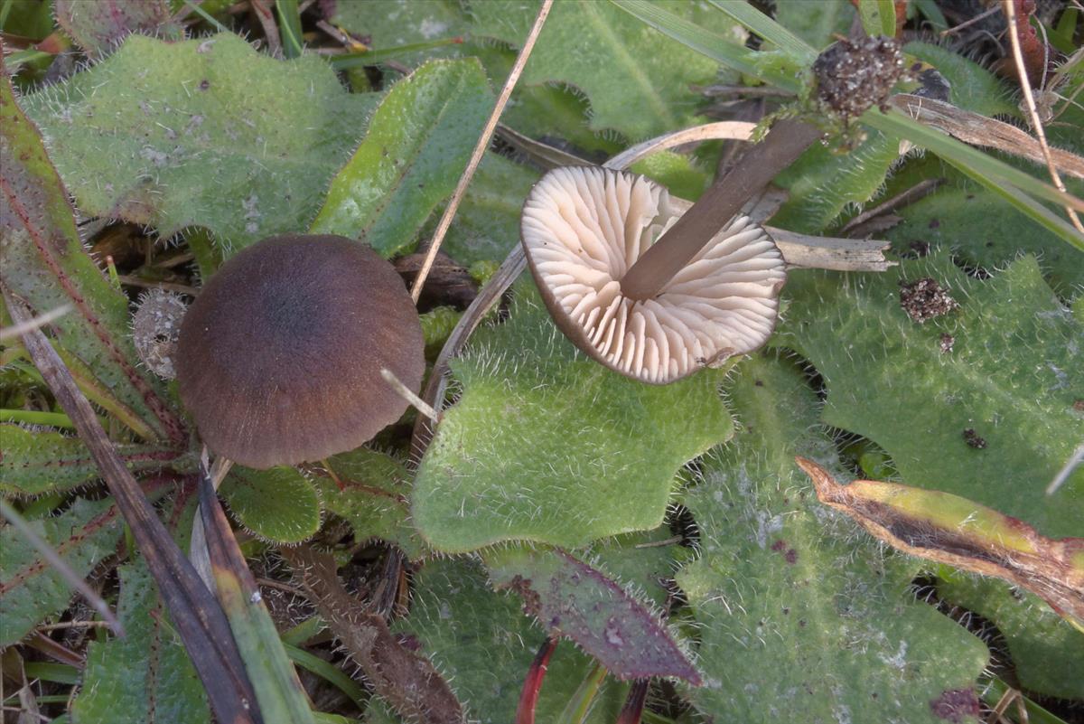 Entoloma ammophilum (door GM Jansen)