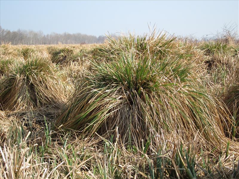 Carex paniculata subsp. paniculata (door Piet Bremer )