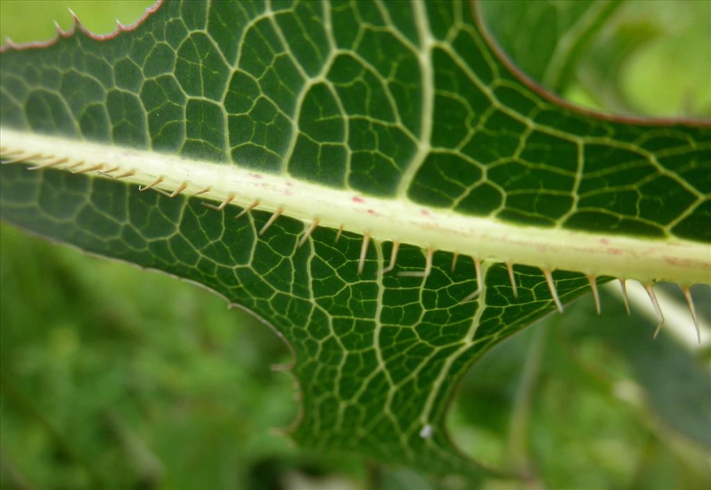 Lactuca serriola (door Bert Verbruggen)