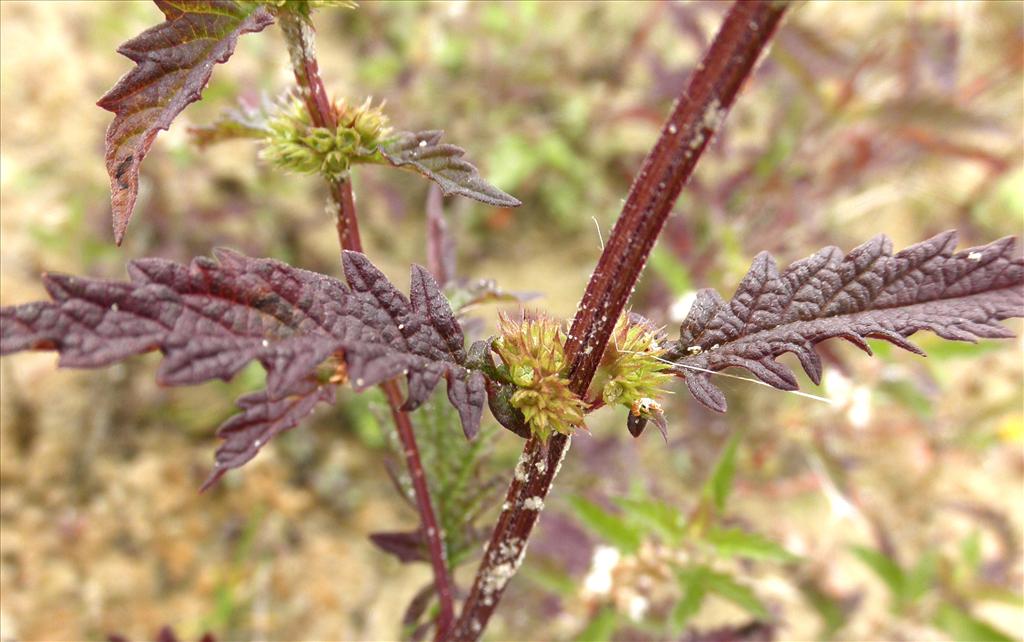 Lycopus europaeus (door Bert Verbruggen)