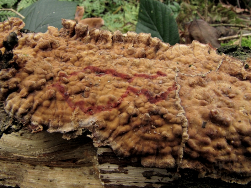 Stereum gausapatum (door Dinant Wanningen)