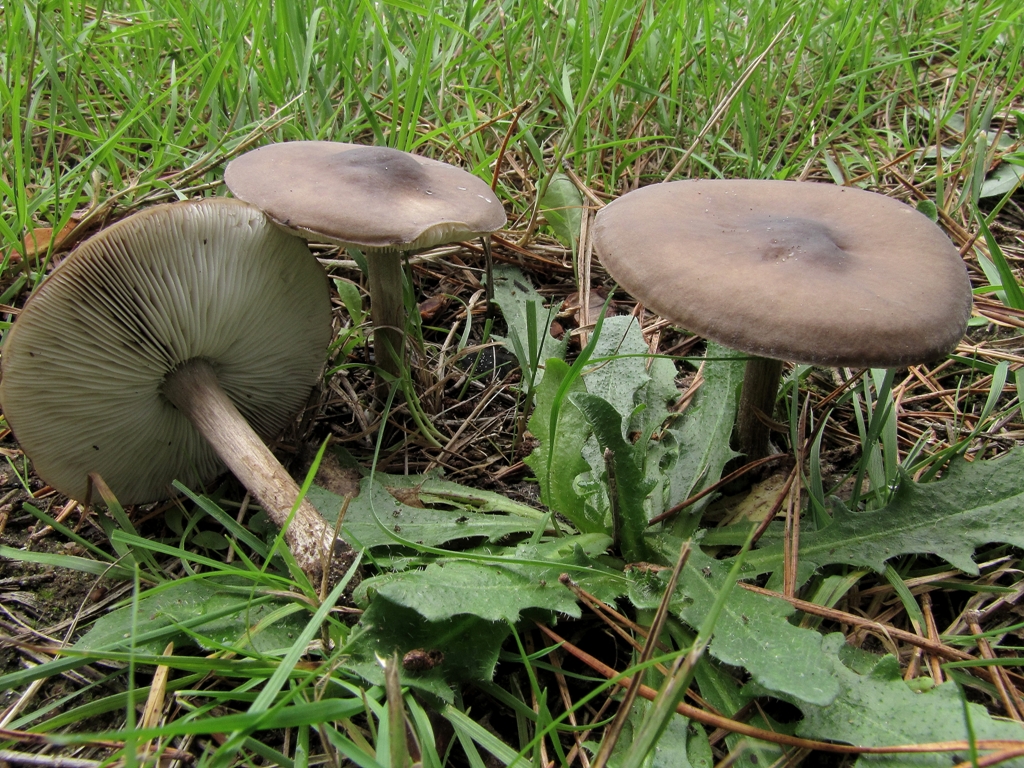 Melanoleuca polioleuca (door Dinant Wanningen)