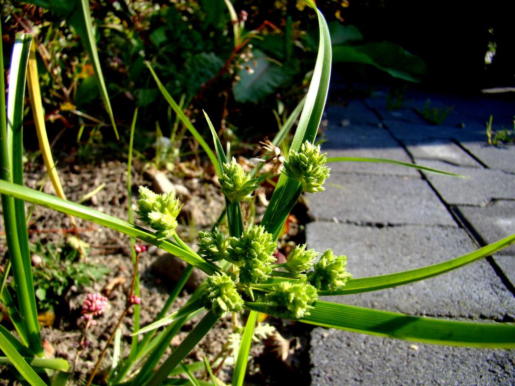 Cyperus eragrostis (door Joop Verburg)