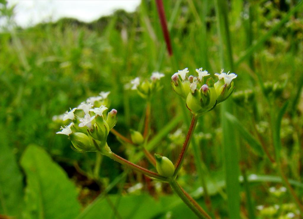 Valerianella rimosa (door Joop Verburg)