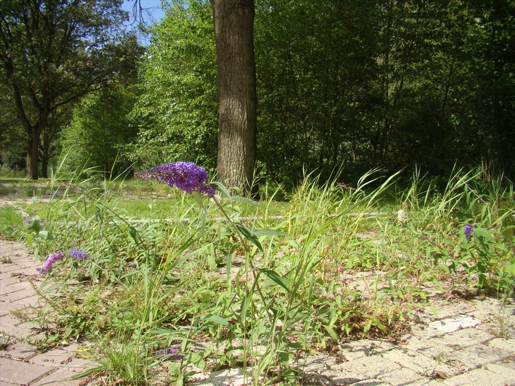 Buddleja davidii (door Joop Verburg)