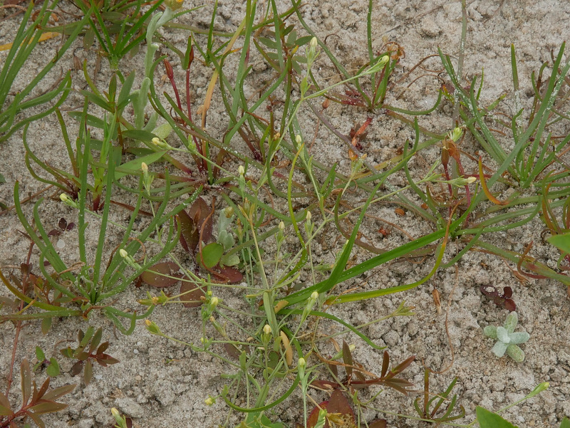 Exaculum pusillum (door Ton Hermans)