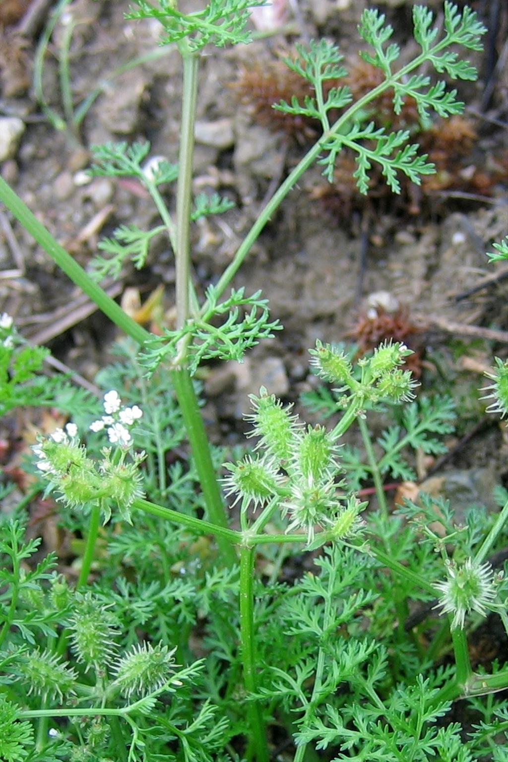 Caucalis platycarpos (door Marian Baars)