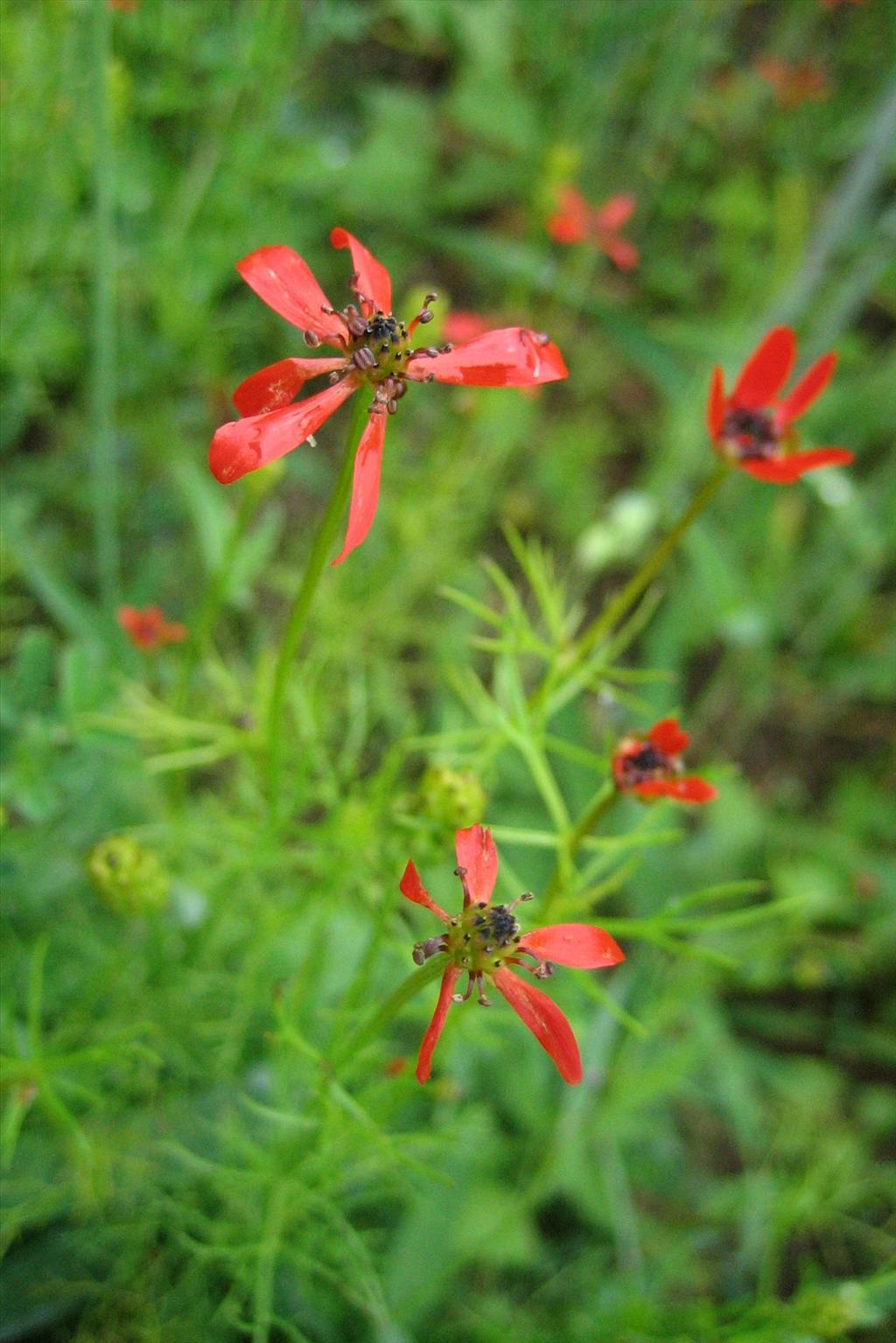 Adonis flammea (door Marian Baars)