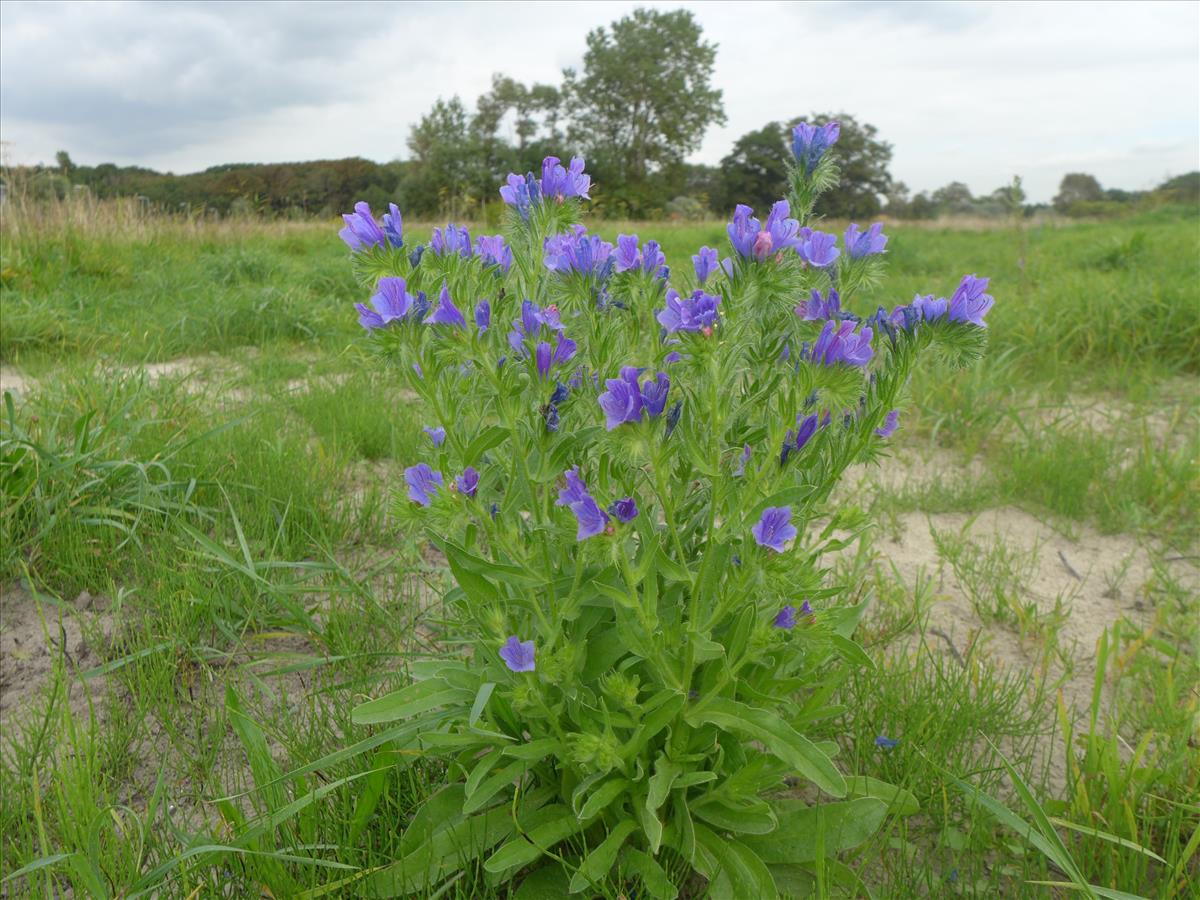 Echium plantagineum (door Jelle van Dijk)