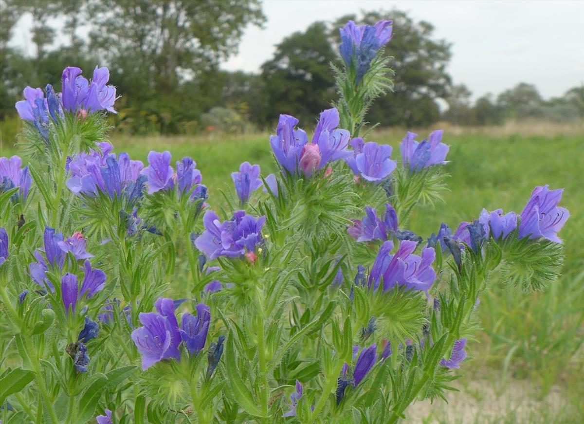 Echium plantagineum (door Jelle van Dijk)