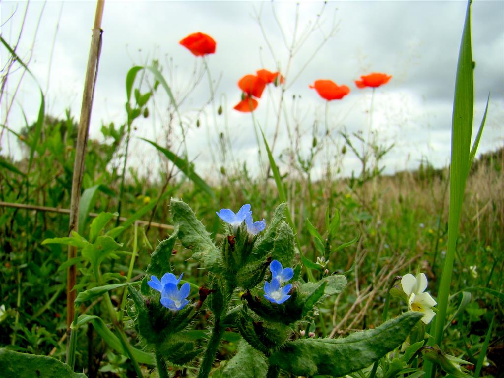 Anchusa arvensis (door Joop Verburg)