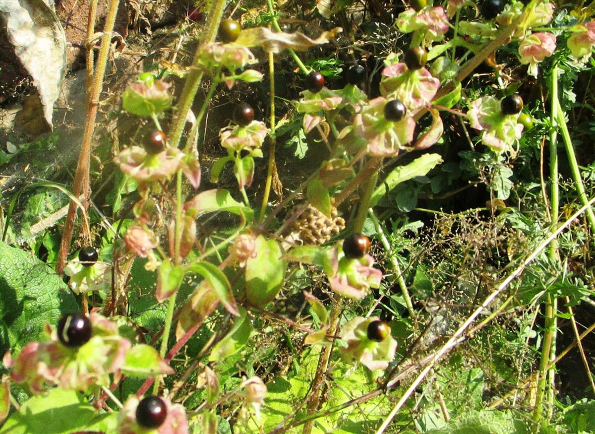 Silene baccifera (door Toon Verrijdt)