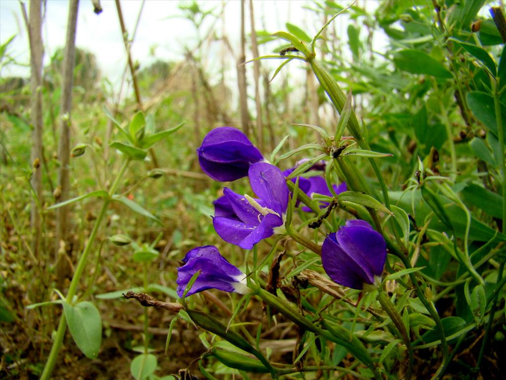 Legousia speculum-veneris (door Joop Verburg)