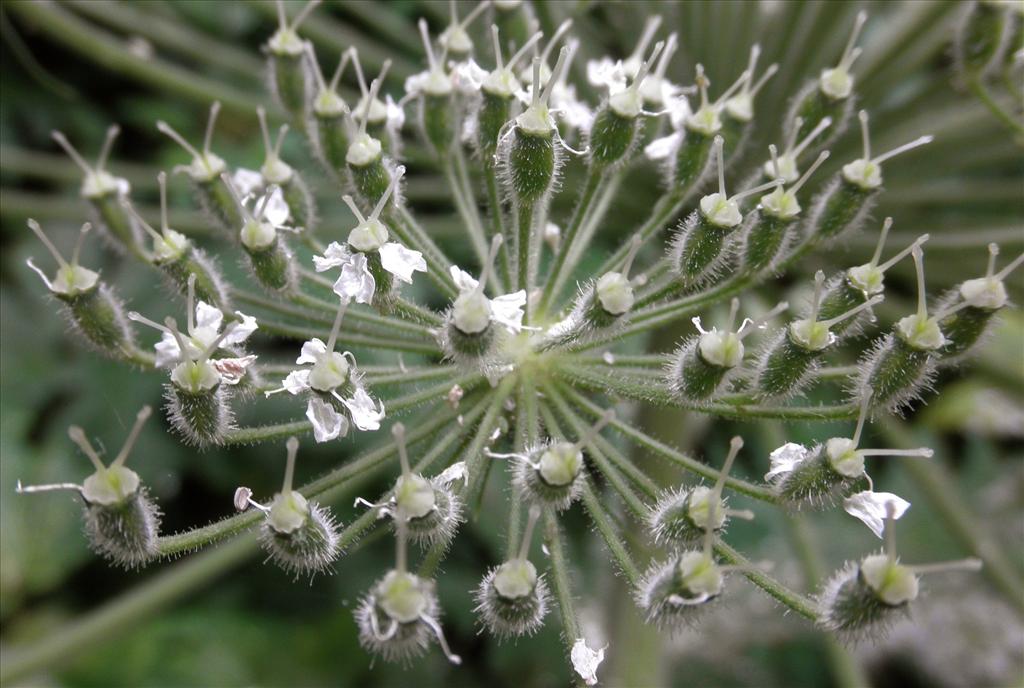 Heracleum mantegazzianum (door Bert Verbruggen)