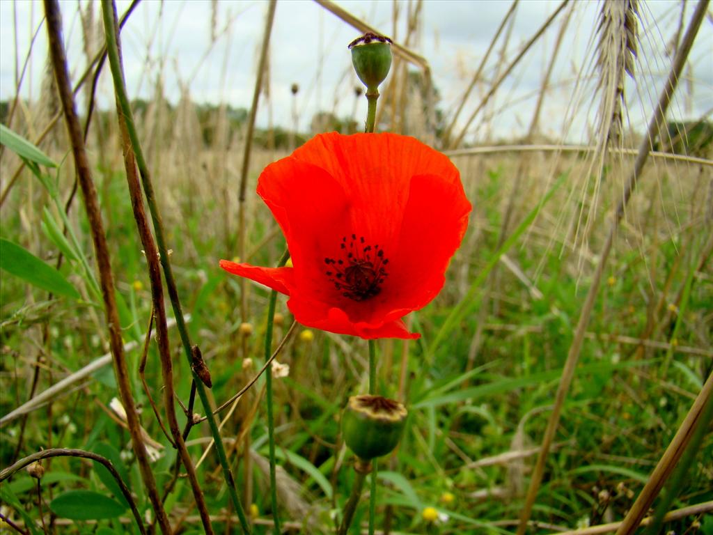 Papaver rhoeas (door Joop Verburg)